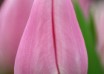 Tulipa Gabriella (4)